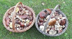 Ostpreussen Masuren kulinarisch
