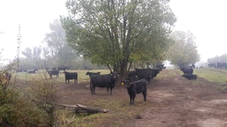Angusrinder in dem ca. 50.000 ha großen Areal