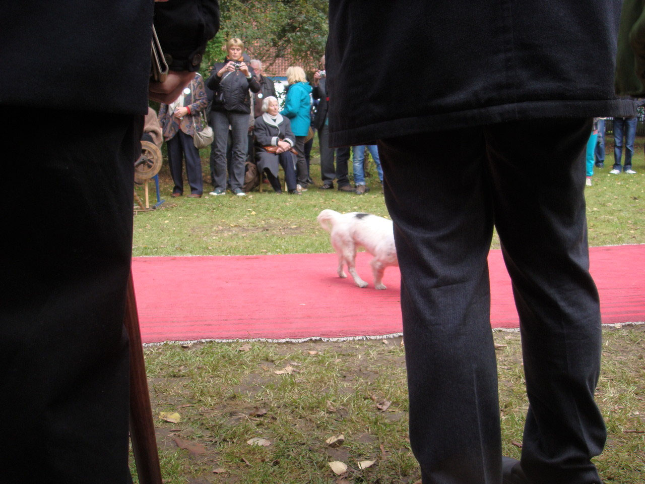 Village dog on the red carpet